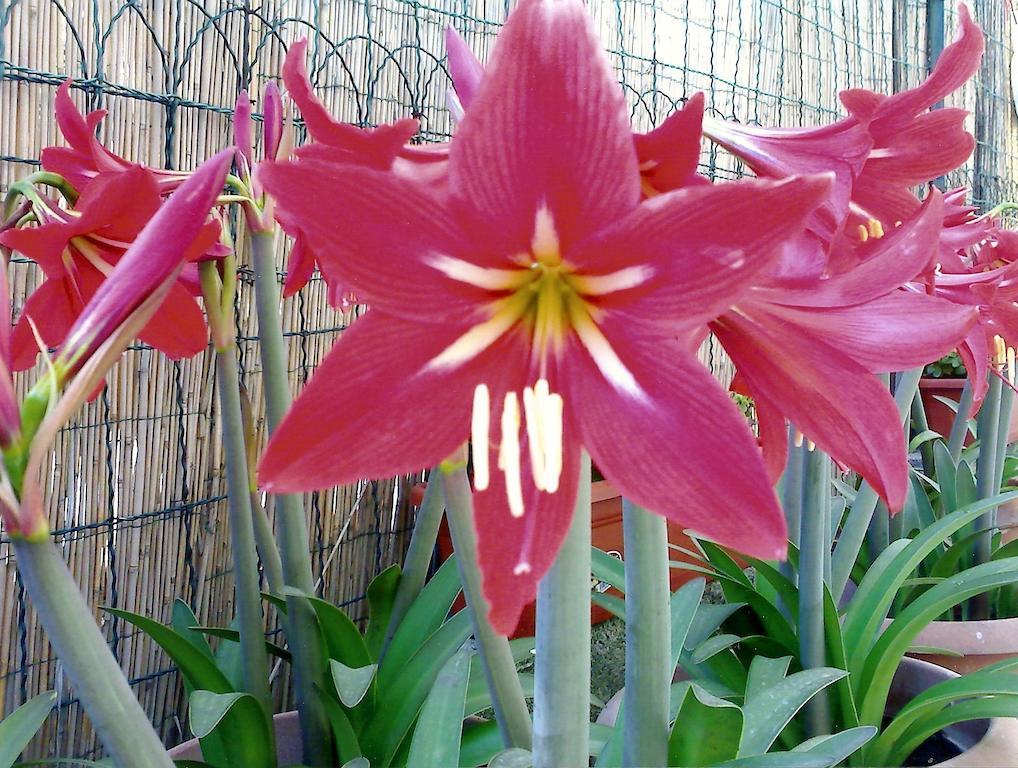 ナポリIl Giglio Rossoアパートメント 部屋 写真